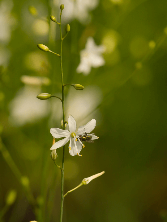 Anthericum liliago